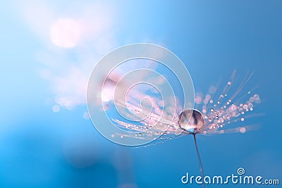 Macro of dandelion with water drop. Dandelion on a beautiful turquoise background. An artistic image. Stock Photo
