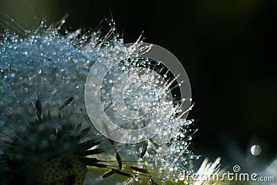 Macro of dandelion in water drops. Stock Photo