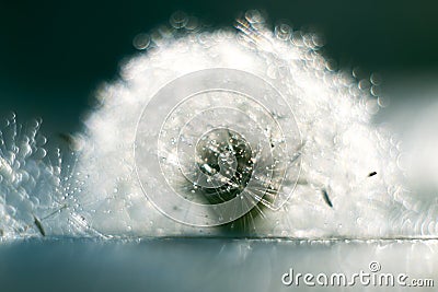 Macro of dandelion in water drops. Stock Photo