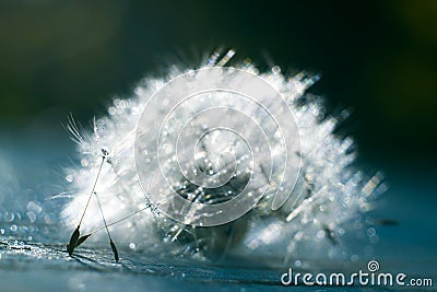 Macro of dandelion in water drops. Stock Photo