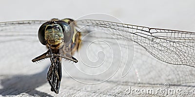 Macro of dead dragonfly Stock Photo