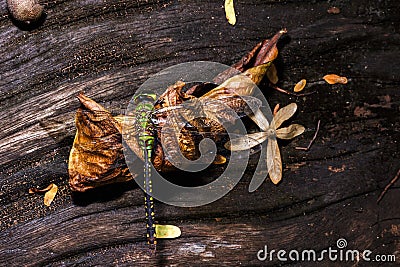 Macro Dead dragonfly on dead left. Stock Photo