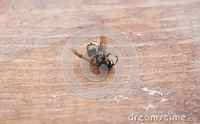 macro of a dead wasp Stock Photo