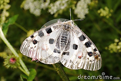 Butterflies and flowers in nature 2 Stock Photo