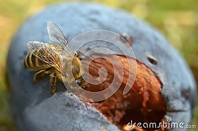 Macro detail of bee on a rotten plum Stock Photo