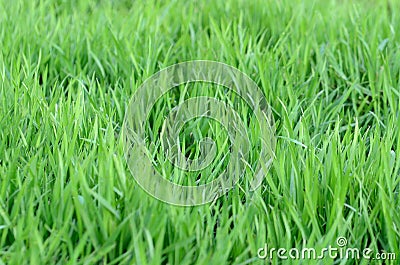 Macro detail of blades of grass Stock Photo