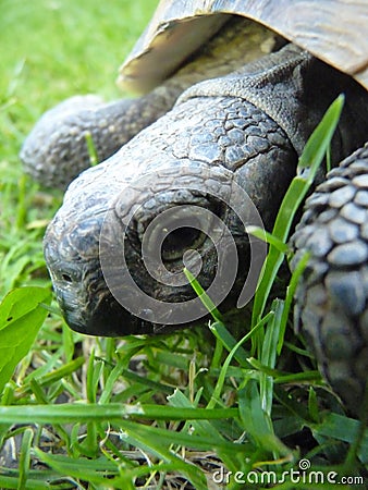 Macro Detail Close up of Greek Turtle Tortoise Head Stock Photo