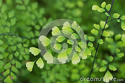 Macro detail of green leafs of a tropical plant Stock Photo