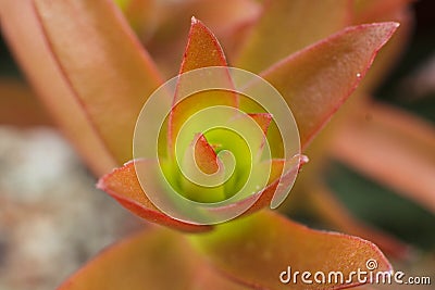 Macro detail of the leaves of succulent Crassula capitella campfire Stock Photo