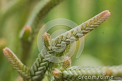 Macro detail of the leaves of succulent Crassula muscosa Watch Chain Stock Photo