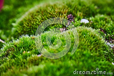 Macro detail of moss chunks on ground Stock Photo