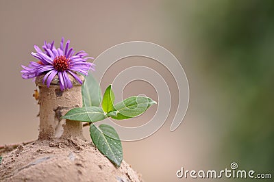 Old dusty bottle with flower Stock Photo