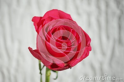 Macro detail of a red rose flower as a symbol of love Stock Photo