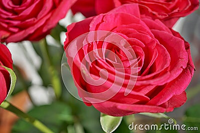 Macro detail of a red rose flower as a symbol of love Stock Photo