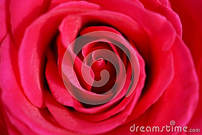 Macro detail of a red rose flower as a symbol of love Stock Photo