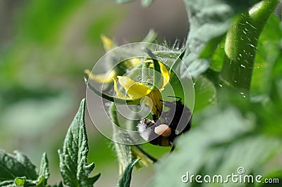 Tomato yellow flower and bumble bee Stock Photo