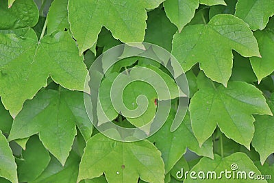 Macro detail of vividly green leaves Stock Photo