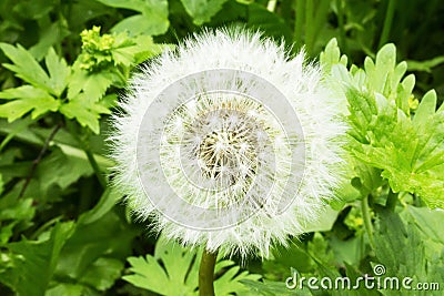 Macro detailed closeup view of dandelion flower in garden on a spring summer day with green leaves and blur background nature Stock Photo