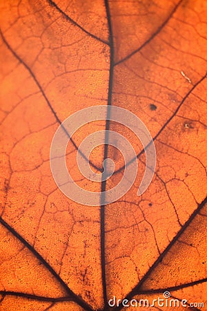 Macro details of autumn maple leaf through sunlight Stock Photo