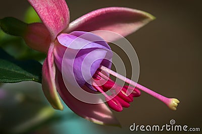 Colourful Fuchsia Flower Stock Photo