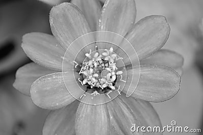 Macro details of Daisy flower in monochrome Stock Photo