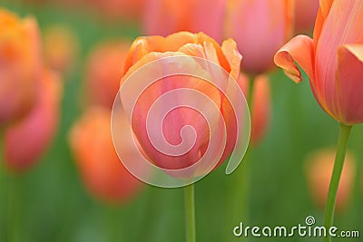 Macro details of Orange Tulip flowers Stock Photo