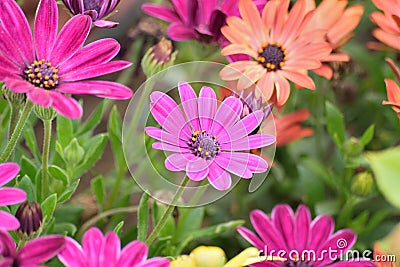 Macro details of purple colored Daisy flowers Stock Photo