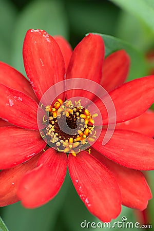 Macro details of Red Daisy flower in summer garden Stock Photo