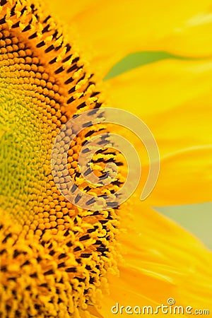 Macro Details of Sunflower surface Stock Photo