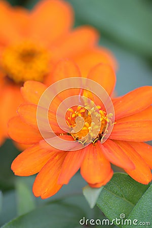 Macro details of Yellow Daisy flower in summer garden Stock Photo