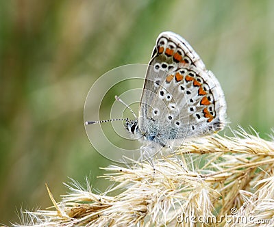 macro detal nature butterfly Stock Photo