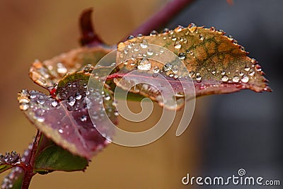 Macro dew on leaf Stock Photo