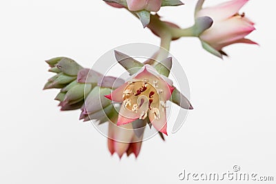 Macro of Tiny Delicate Dick`s Pink Succulent Flower on White Stock Photo