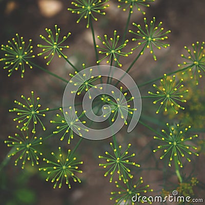 Macro of dill yellow buds Stock Photo