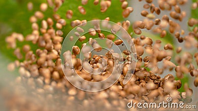 MACRO, DOF: Blurry blender is turned on and send hemp seeds flying in the air. Stock Photo