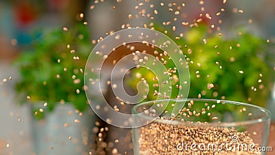 MACRO, DOF: Cannabis seeds come swirling out of a plugged in food processor. Stock Photo