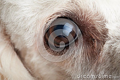 Macro of dog eye with infection Stock Photo