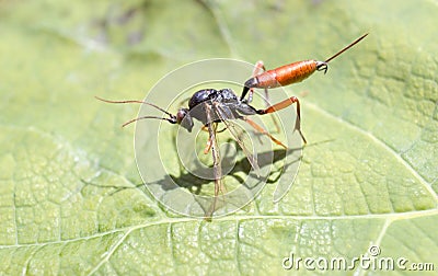 Macro of Dolichomitus dux in the garden 2 Stock Photo