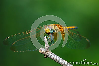 Macro Dragonfly,Dragonfly. Stock Photo