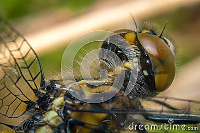 Macro Dragonfly Eyes Stock Photo