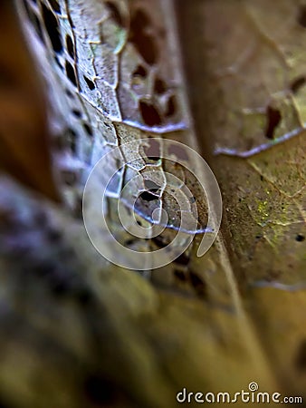 Macro dried leaf texture Stock Photo