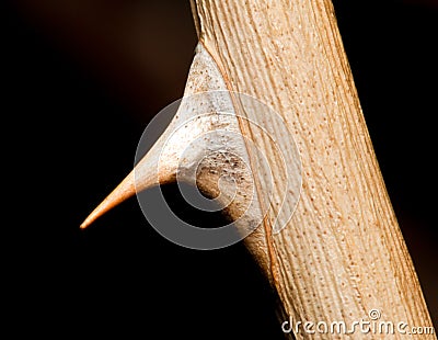 Macro of a dried sharp rose thorn Stock Photo