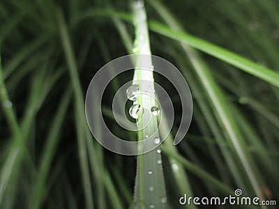 Macro drops on the green trailing Stock Photo