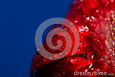 Macro of drops on red flower Stock Photo
