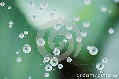 Macro drops of water on spider web on green black natural background texture Stock Photo