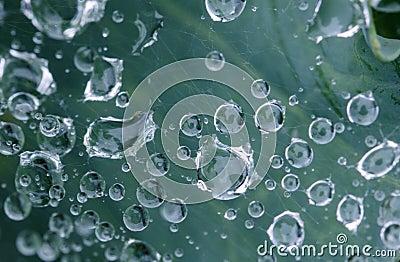 Macro drops of water on spider web on green leaf background texture Stock Photo