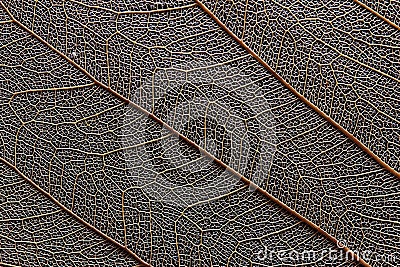 Macro of Dry Leaf Stock Photo