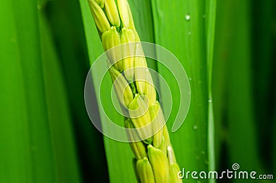 Macro of ears of rice with green leaves Stock Photo