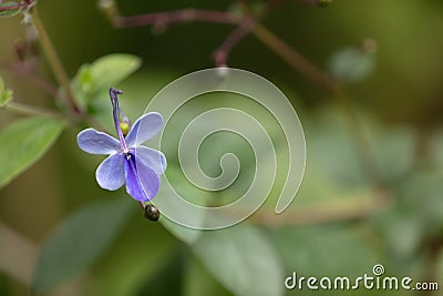 Macro of fairytale like tiny flower Stock Photo