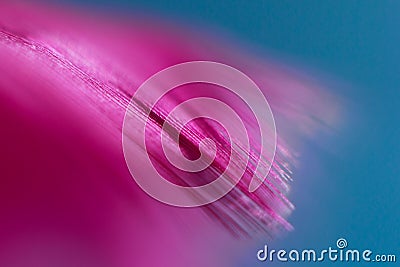 Macro feather texture abstract background Stock Photo